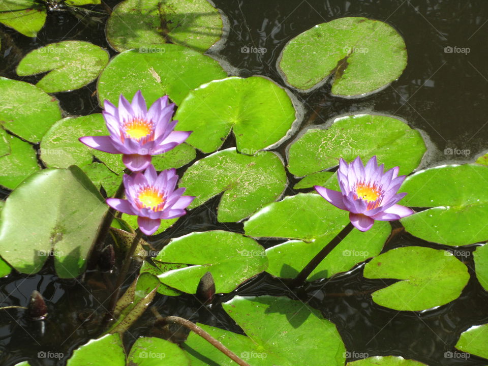 The kingdom of lilies. (Erusalim, May 2008).