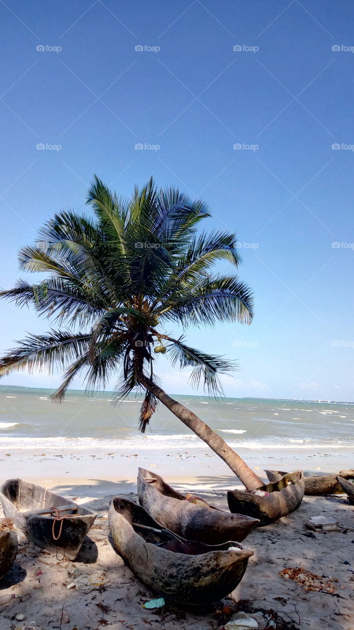 twisting coconut tree