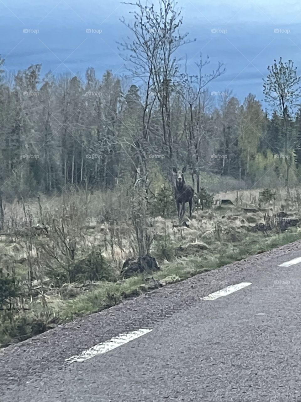 Moose elk älg