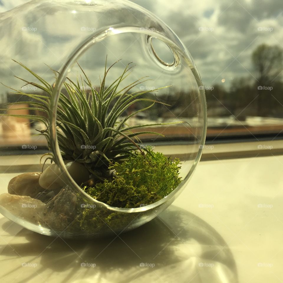 Air plants in an office