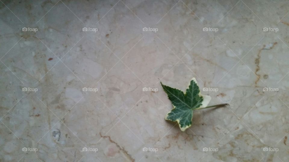 leaf on stone