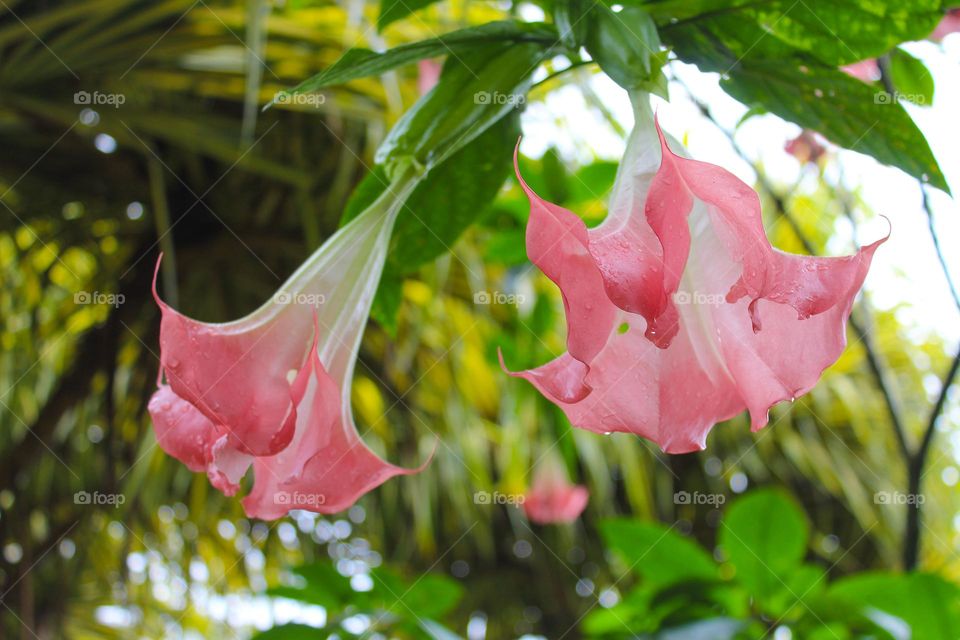 Brugmansia or Angel trumpet.  Tropical beautiful and poisonous flower.  Costa Rica