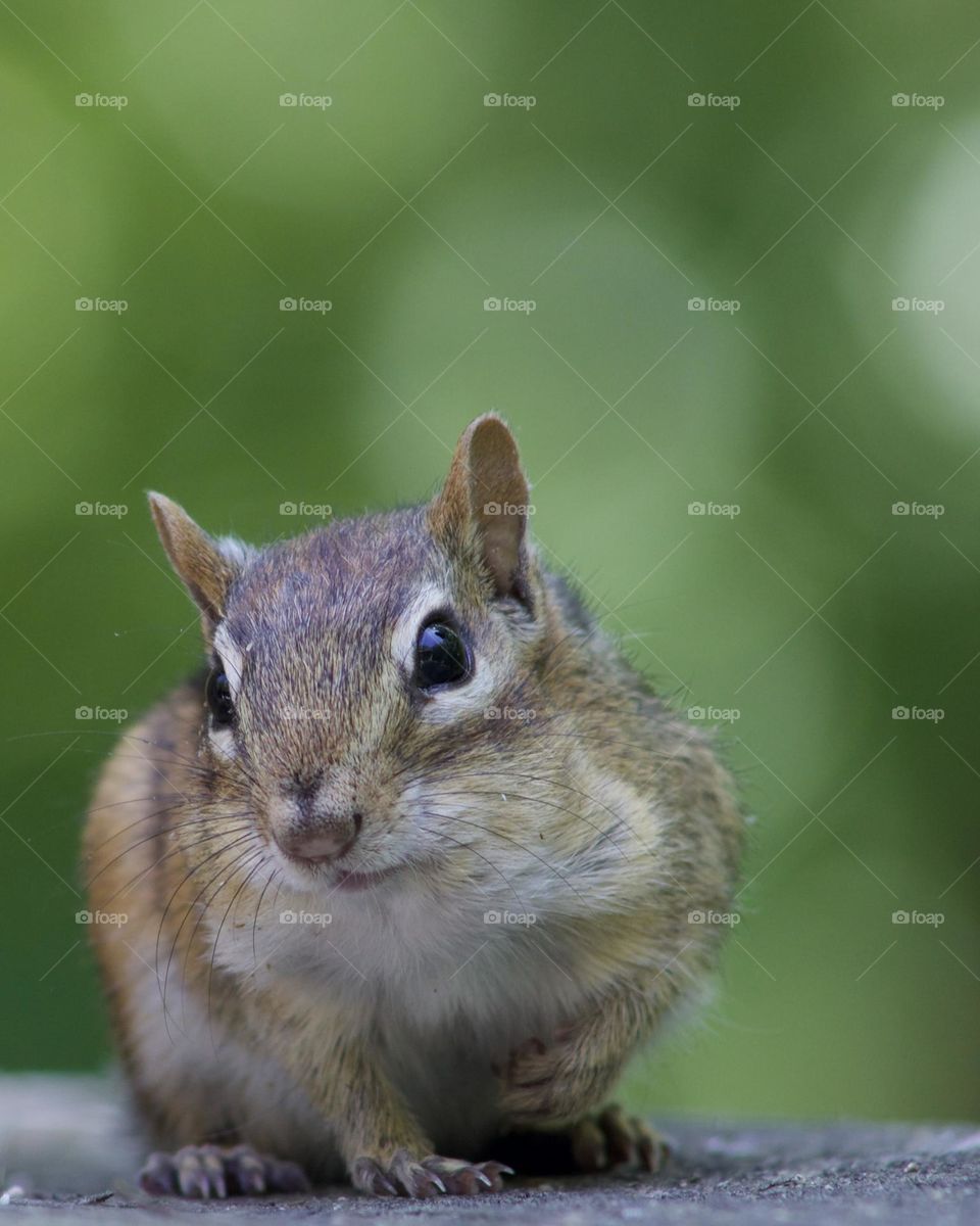 May I please have some peanuts?; Chipmunk sitting on a railing 