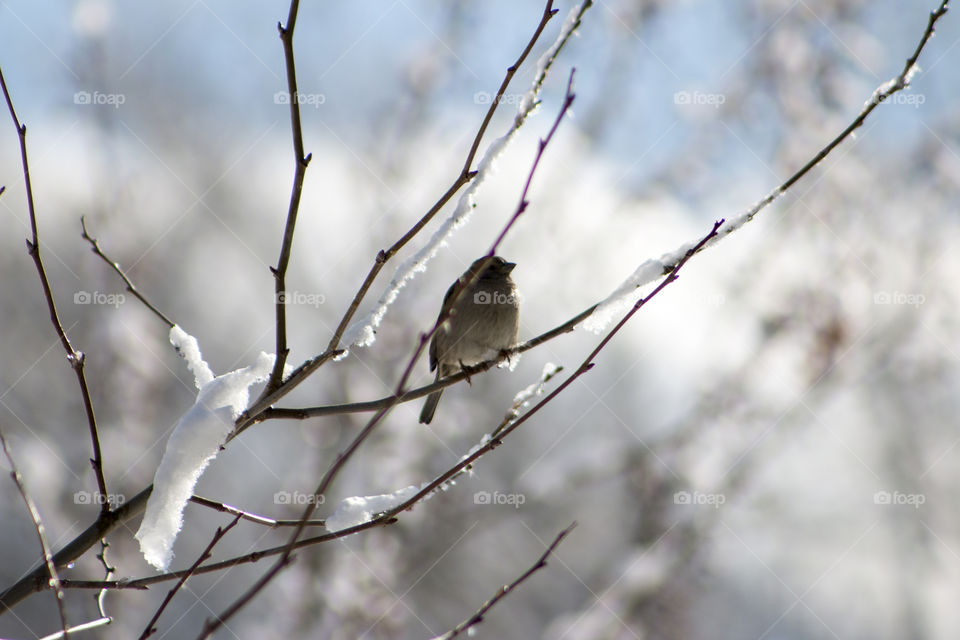 Bird perching on bare tree branch