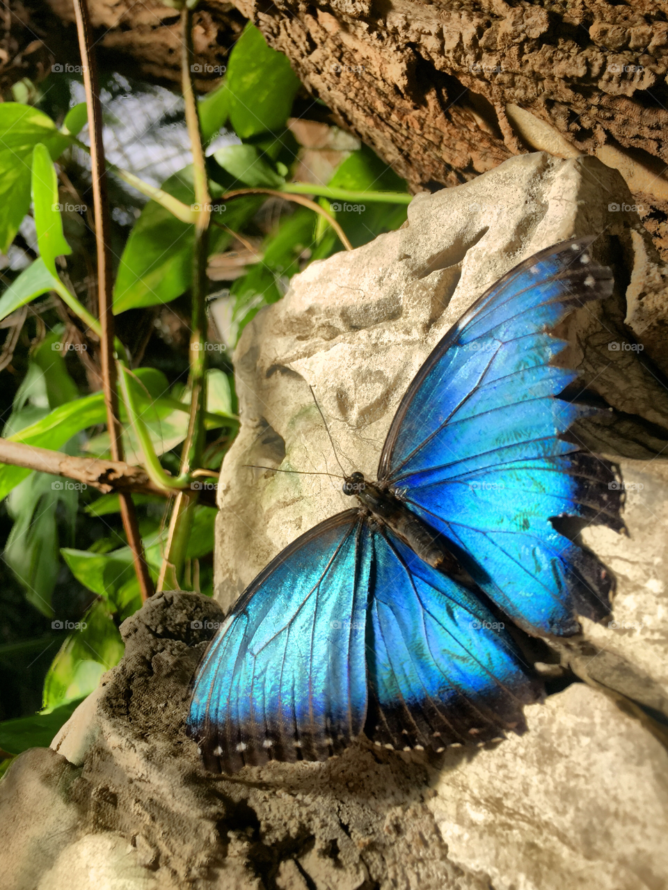 Butterfly on a rock 