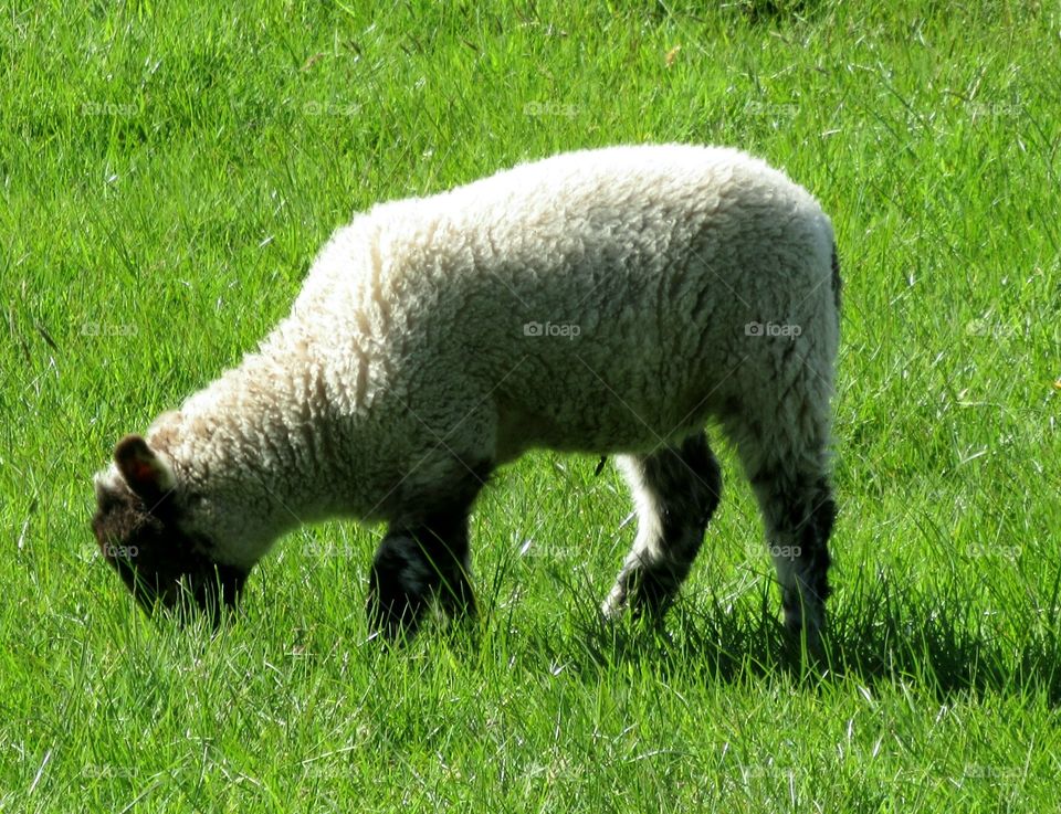 Lamb eating grass