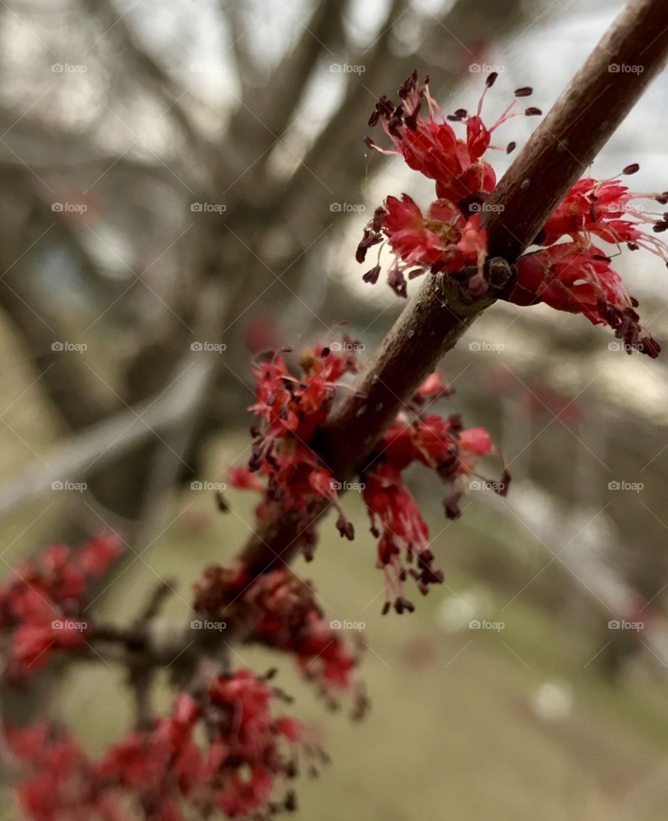 Ornamental Pear Blooming