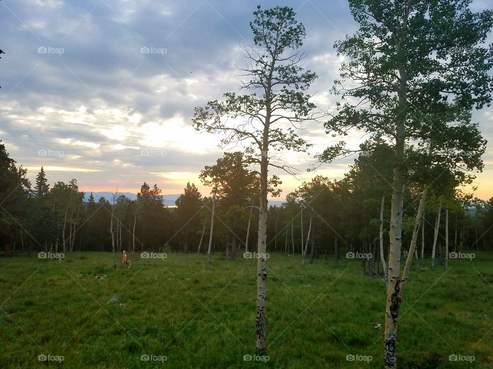 Landscape, Tree, No Person, Wood, Nature