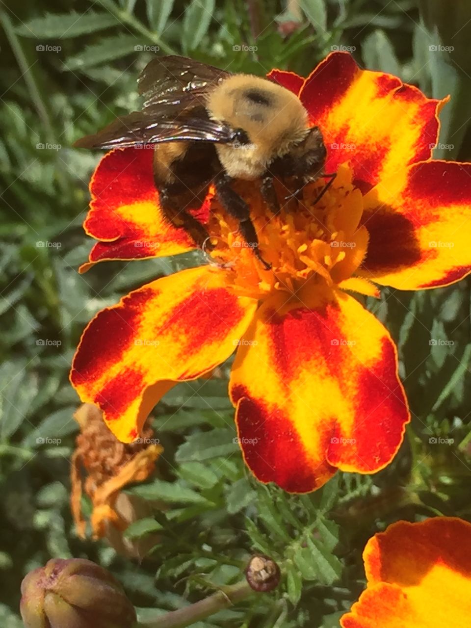 Bee on Marigold 