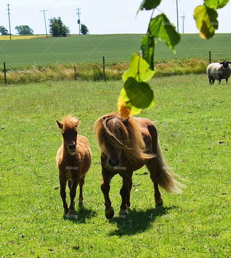 Shetland Pony with Colt 