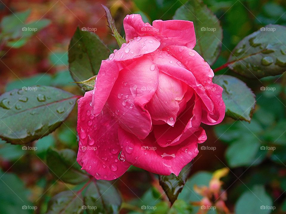 A rose is a rose- this elegant red rose is draped with early morning rain drops as it prepares for another stage of blooming