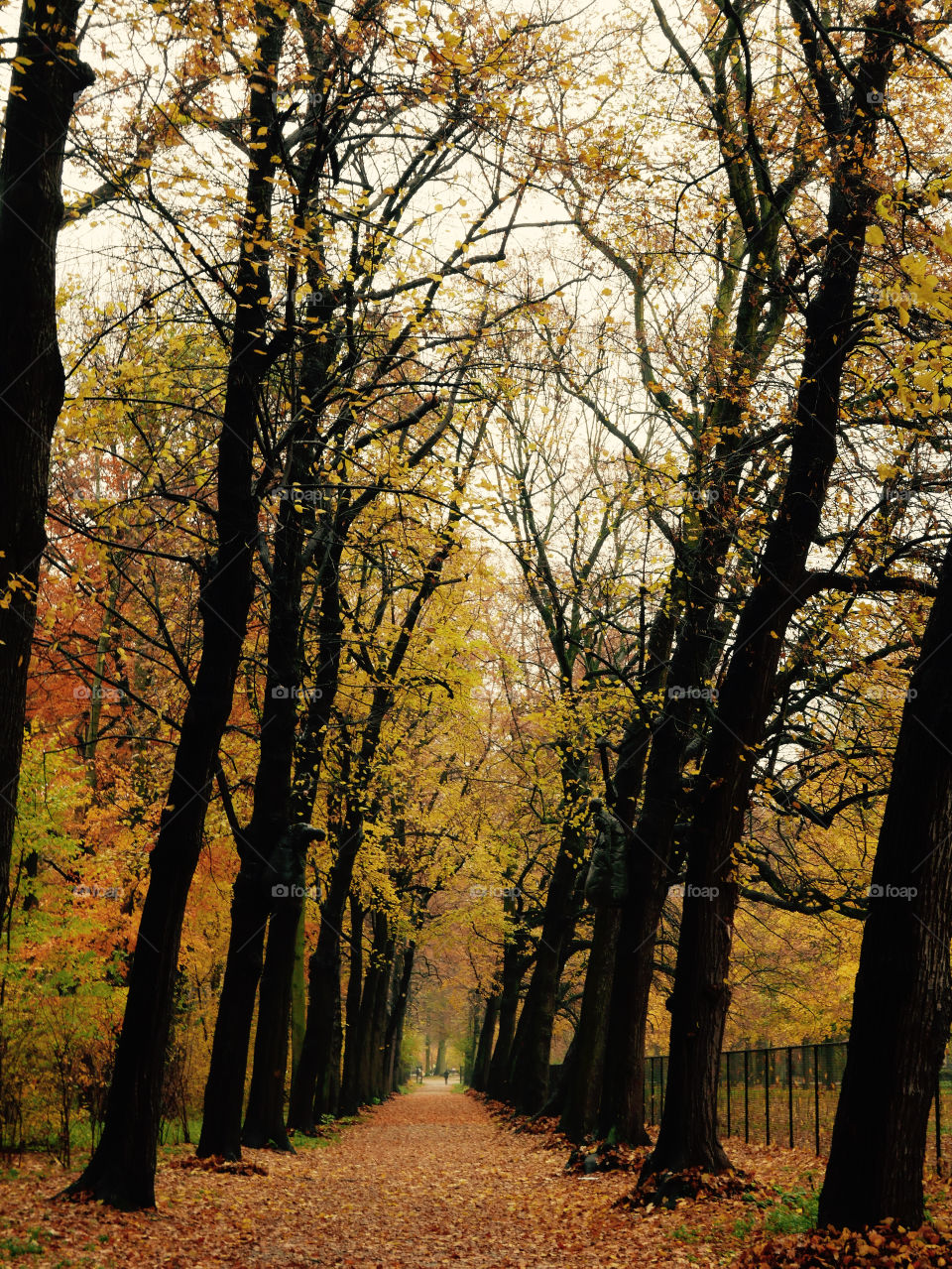 Autumn  in Antwerp, Belgium.