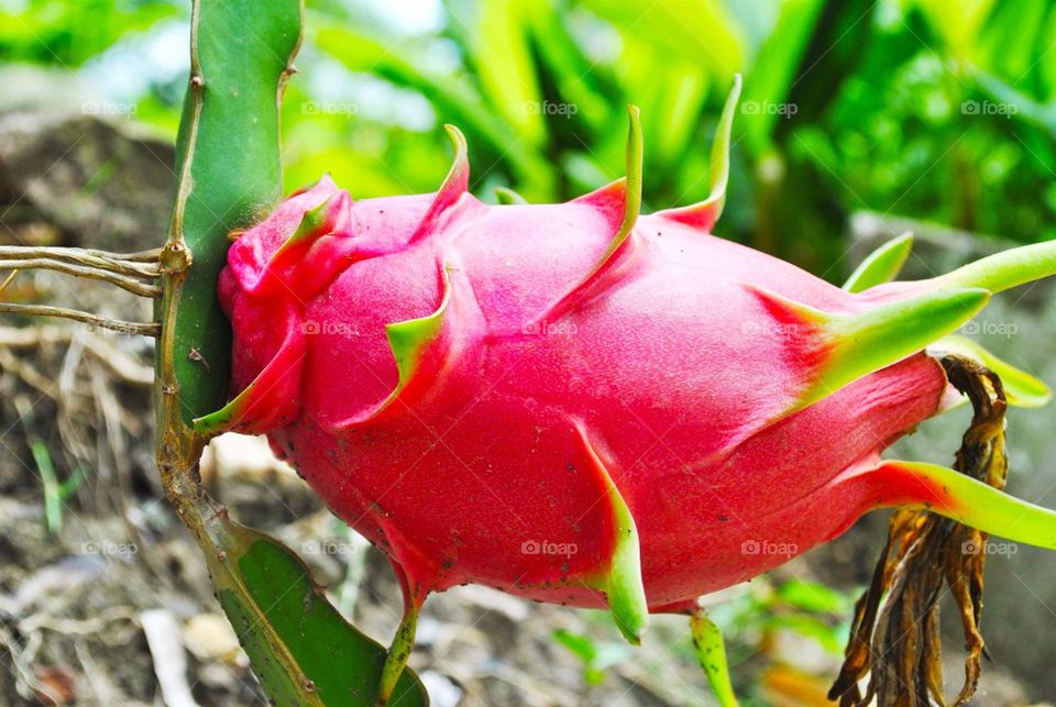 Dragon fruit