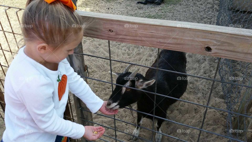 feeding the goat