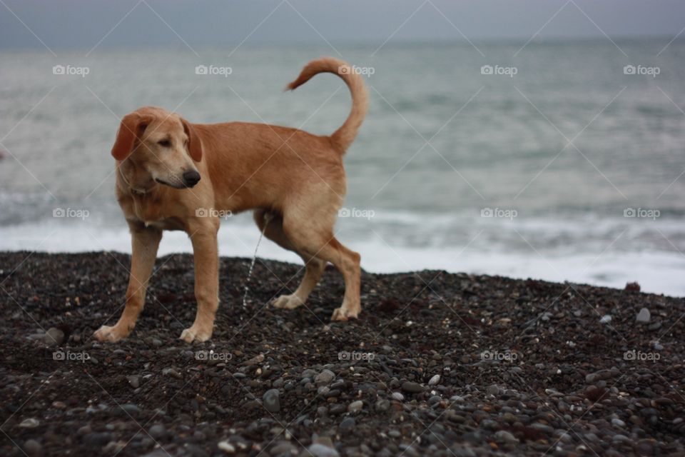 Beach, No Person, Dog, Water, Sea