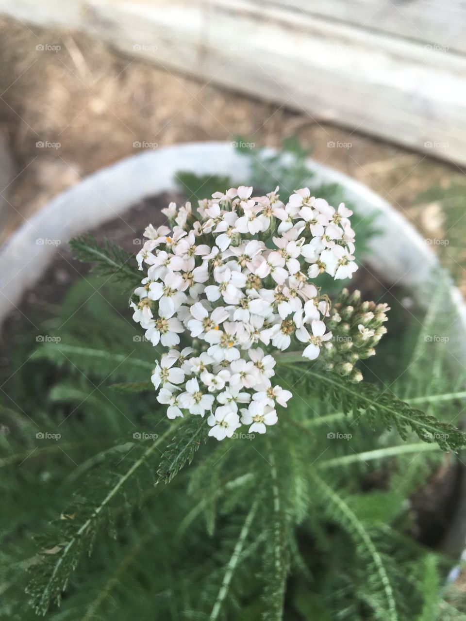 Yummy Yarrow 