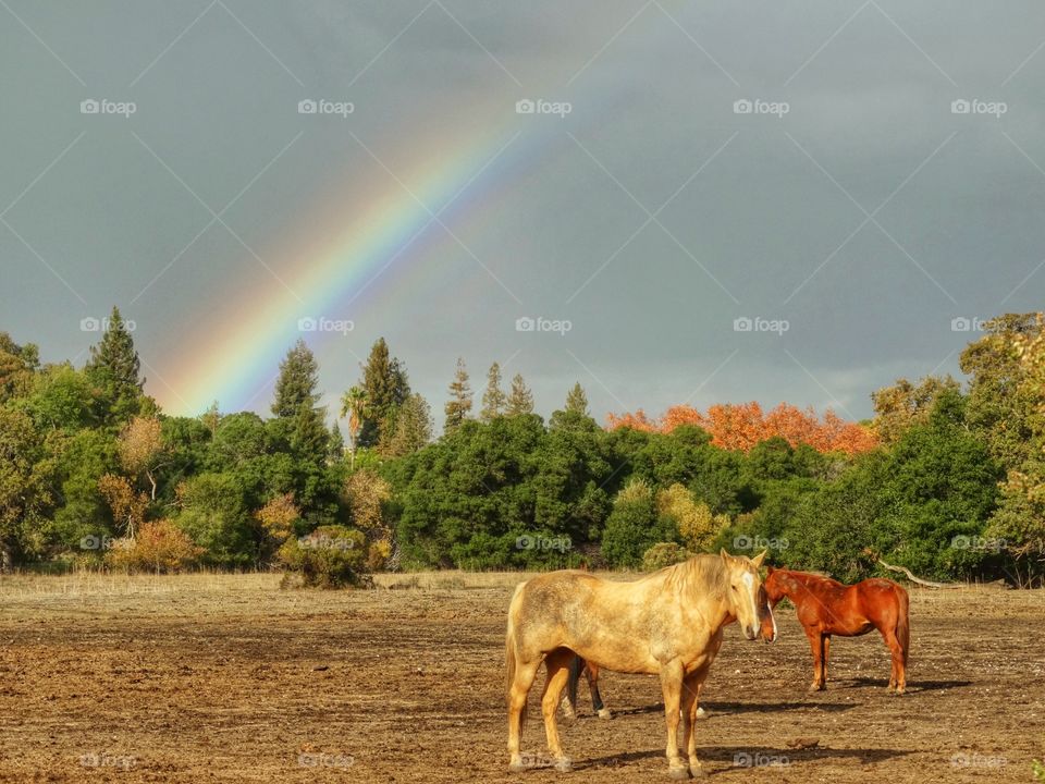 Rainbow With Horses