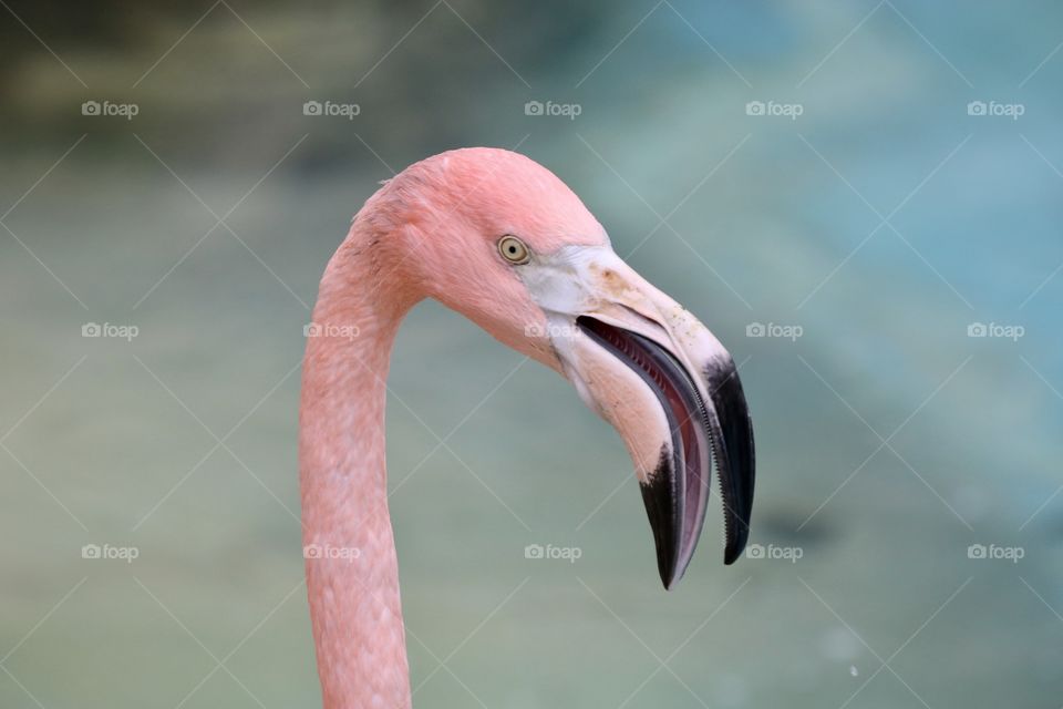 flamingo portrait