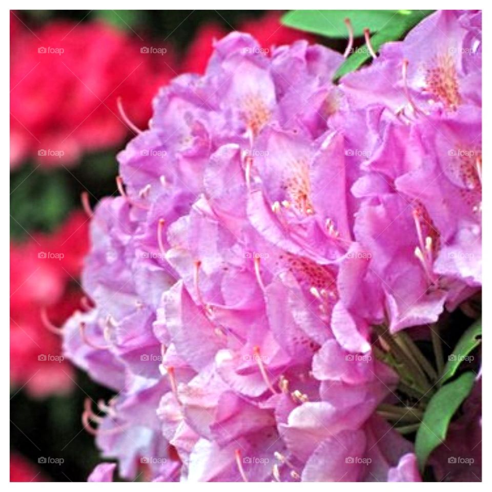 Pink and Red Rhododendron 