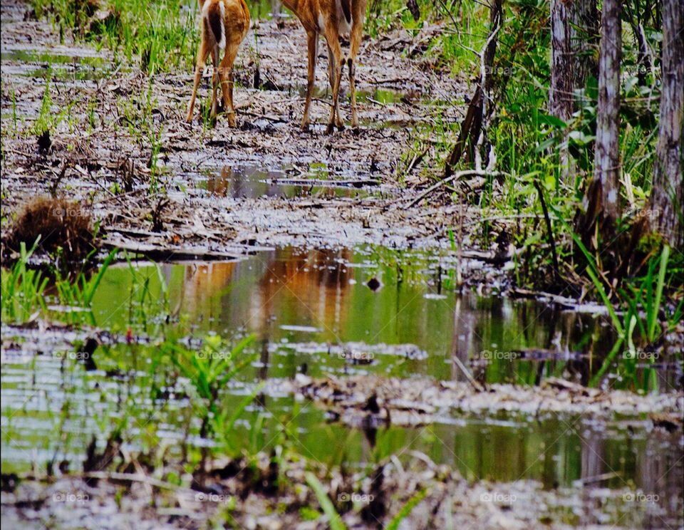 An elegant Doe and her precious fawn together in the wetlands.