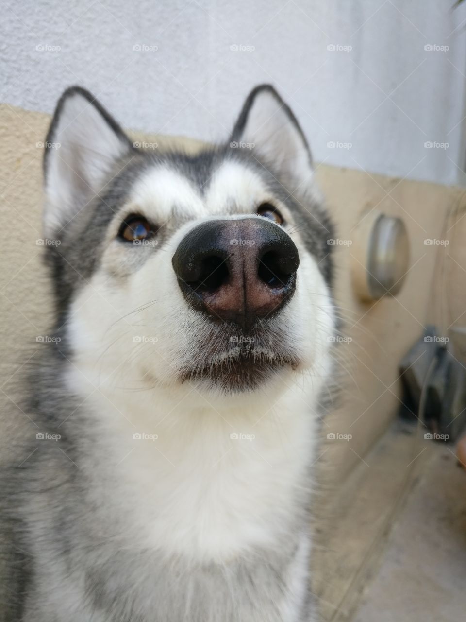 Husky looking up at the sky