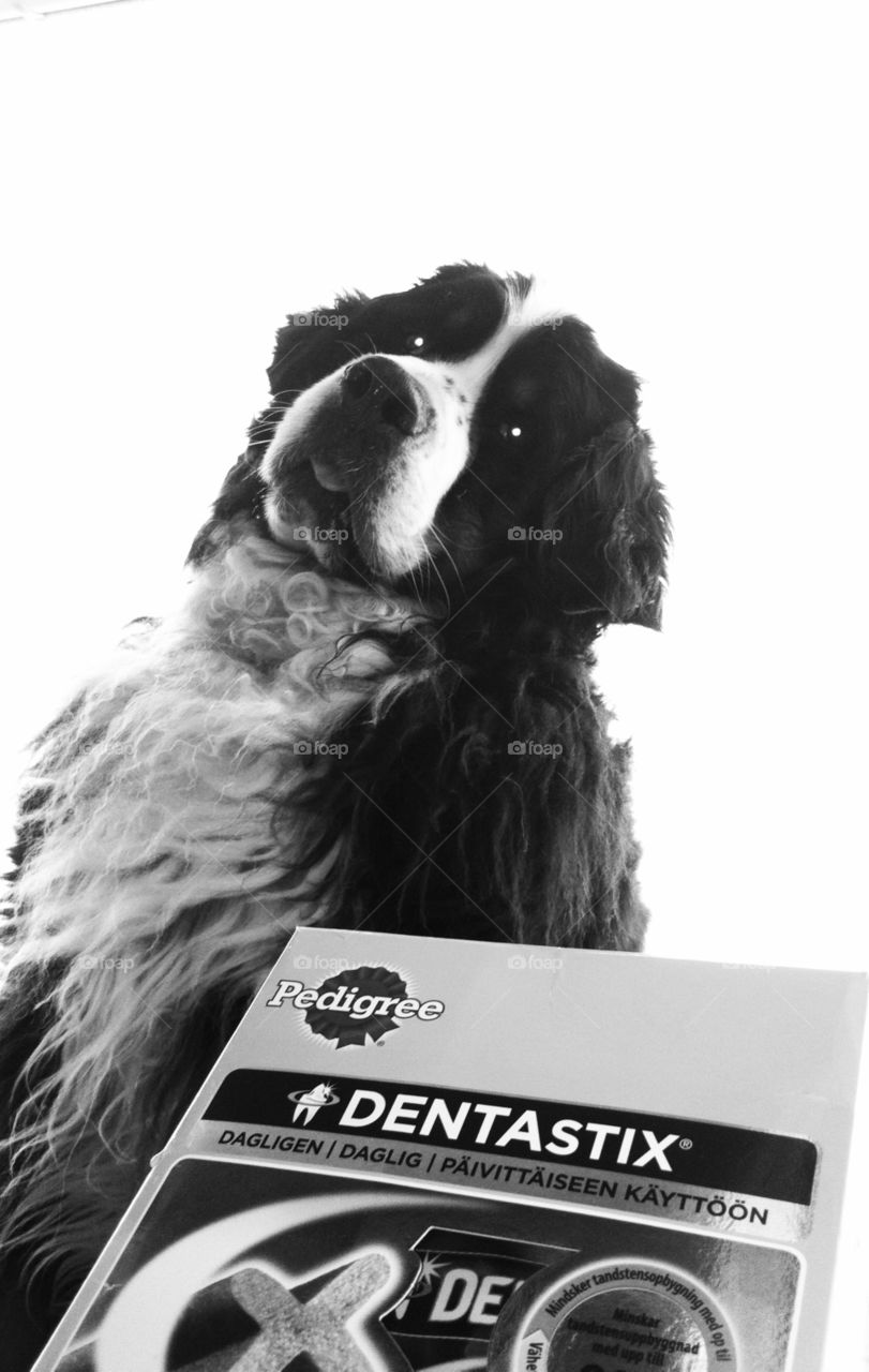 dentastix hund ögon bernersennen by ka71