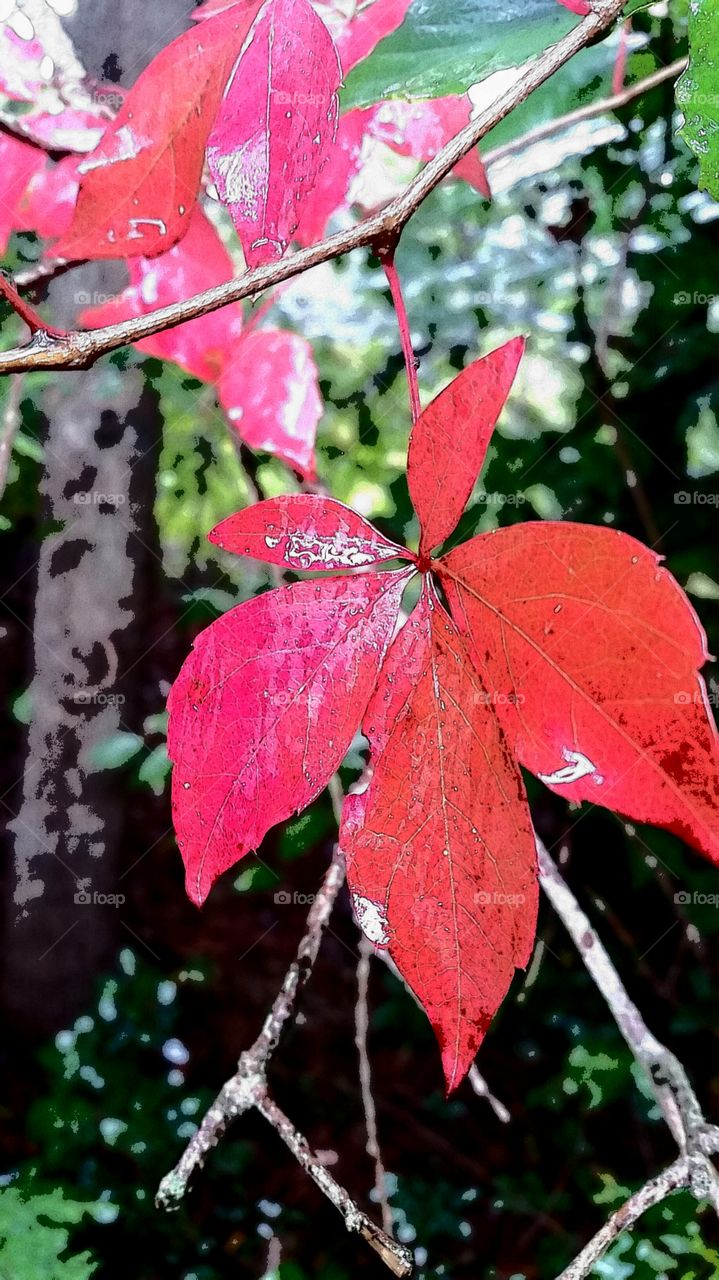 fall leaves