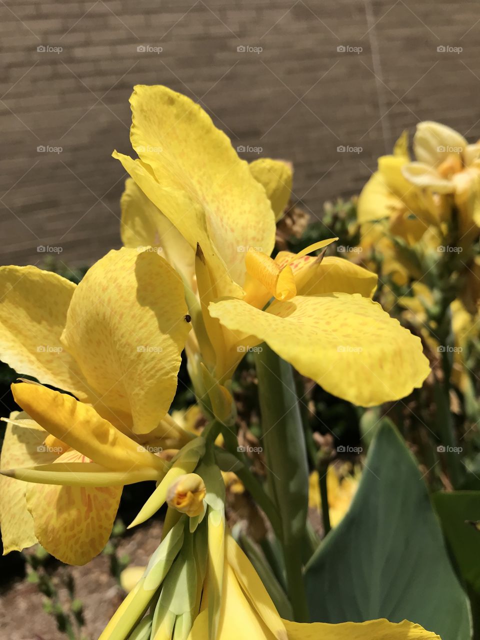 Yellow Flower 