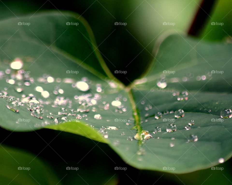 Dew on a Redbud Leaf