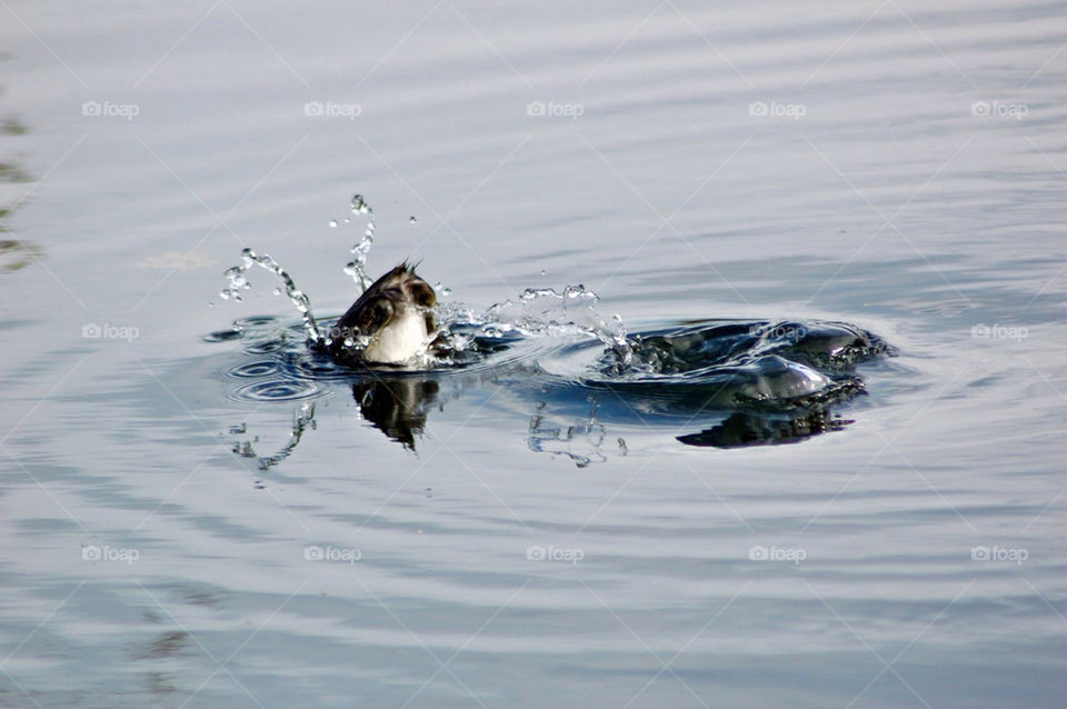 food water duck splash by mmcook