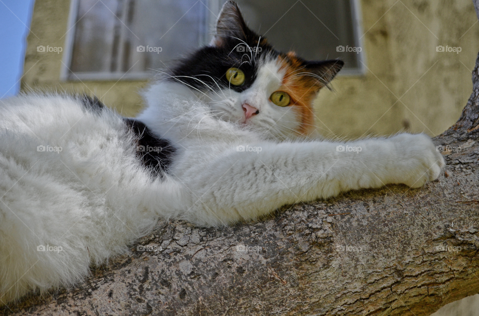 Patches the Calico