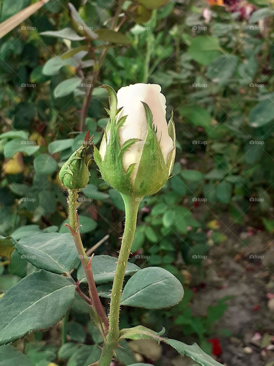 la rosa pronto lucirá su esplendor