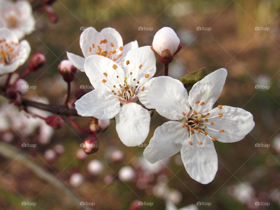 cherry blossom