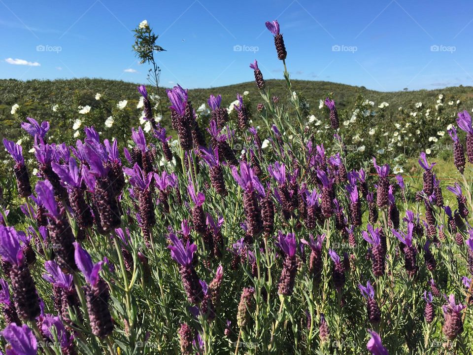 Lavandula stoechas and Cistea 