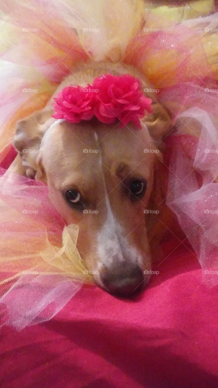 Lucy golden lab modeling my pet accessories while being sleepy