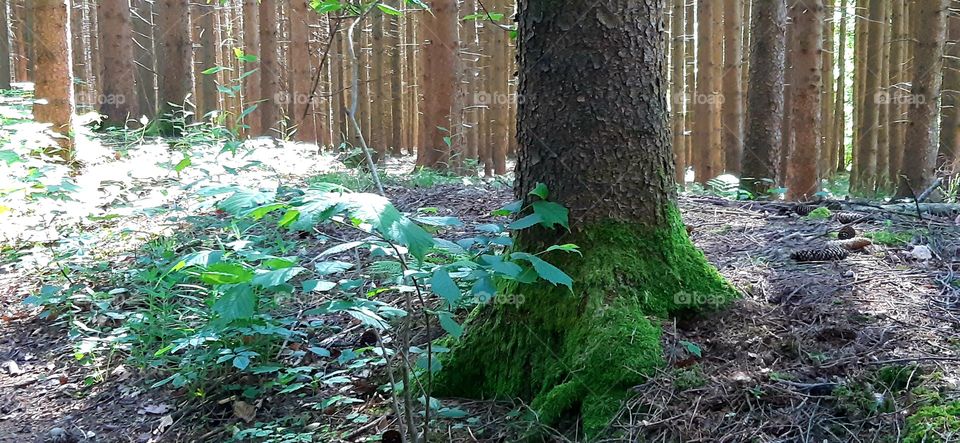 A tree covered with green moss