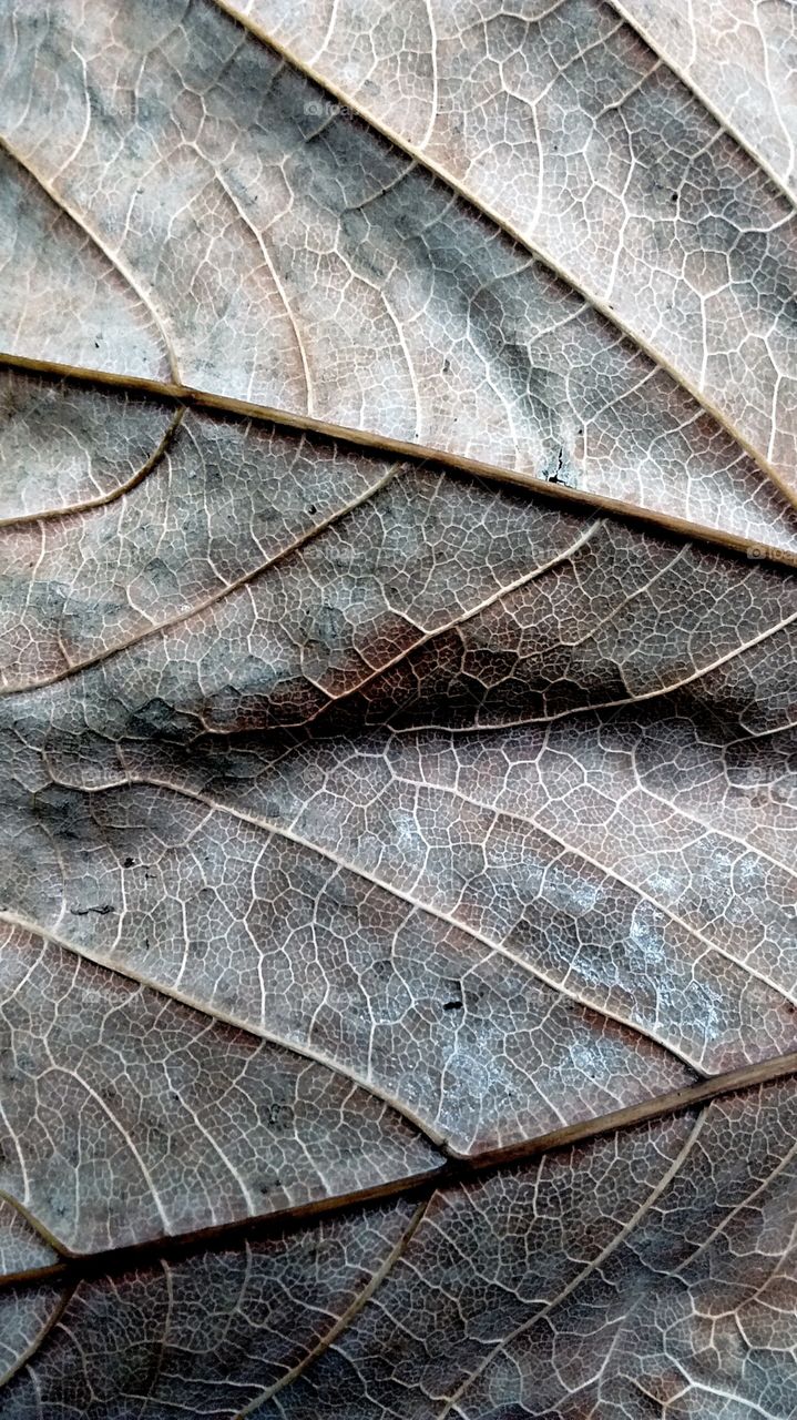 Dry leaf