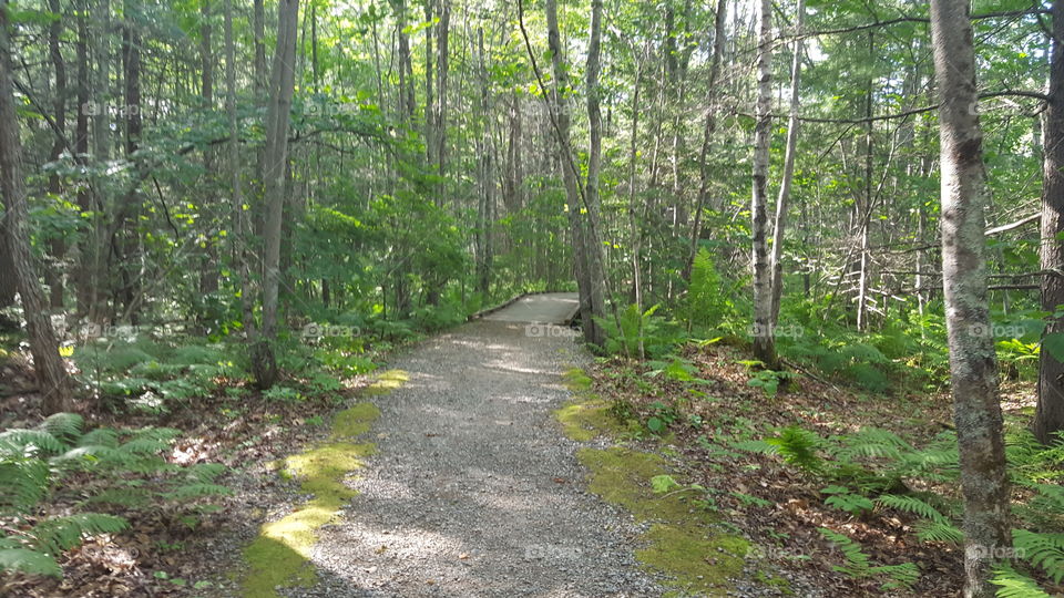 Wooded trail in Maine