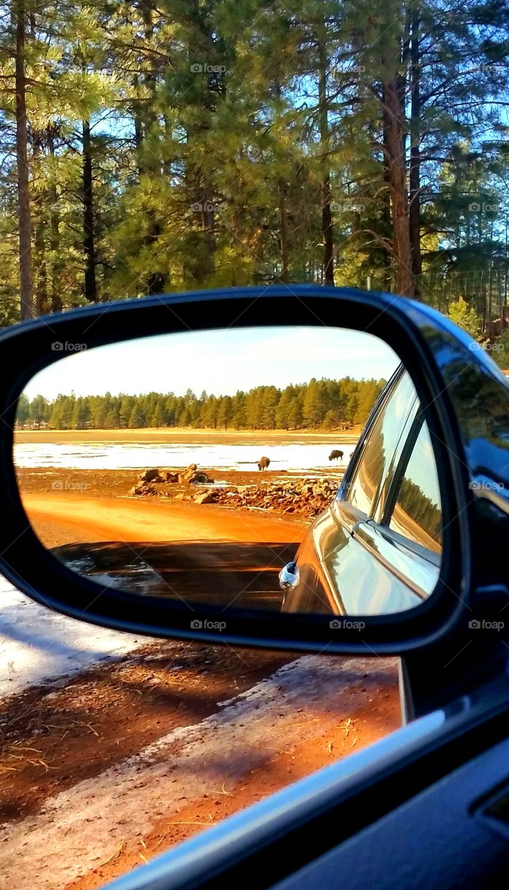 Wildlife in the rear view mirror in Flagstaff, Arizona