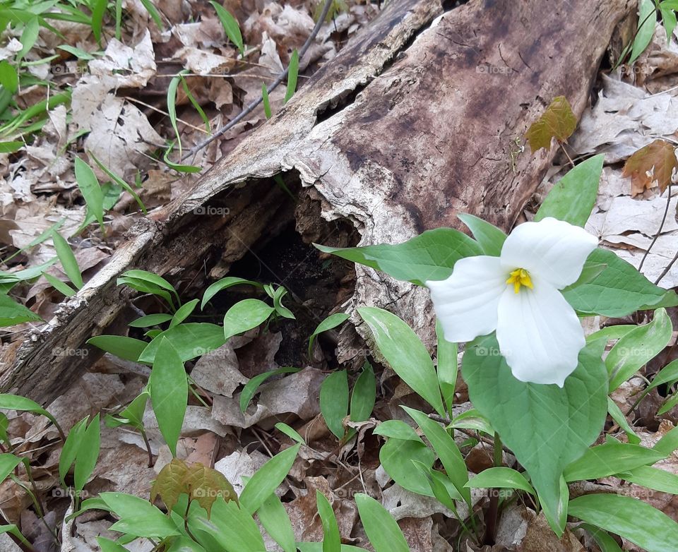 spring forest floor