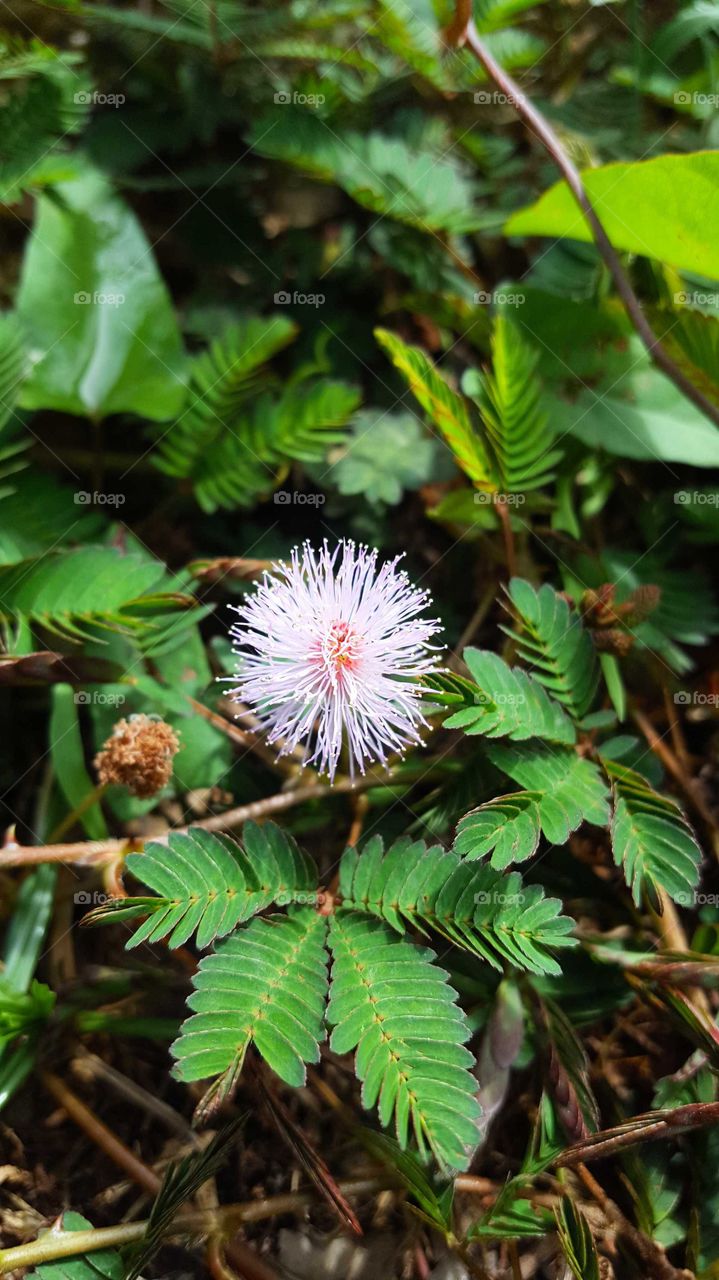 touch me nots aka mimosa pudica
