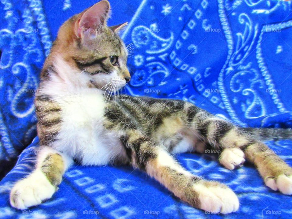 grey and white tabby cat kitten