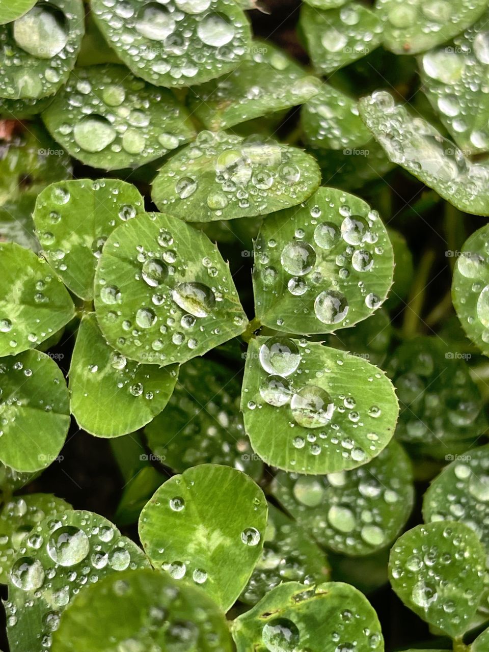 Clover patch covers leaf rainfall green raindrops waterdrops droplets wet water rain drop outside nature outdoors elements dew dewdrops plant plants leafs Grass splashes phone photography