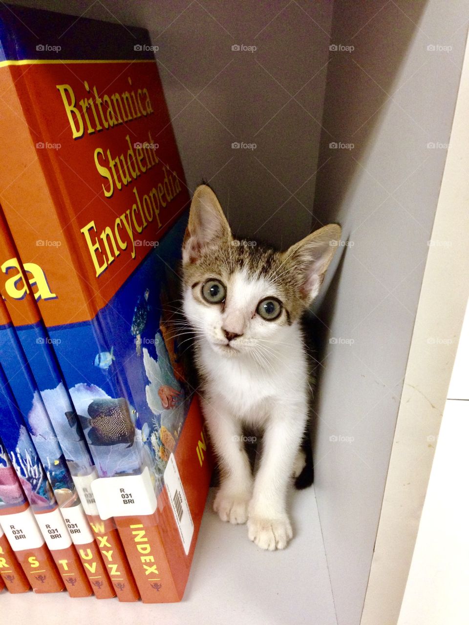 Cute kitten on a bookshelf funny adorable pet cat 