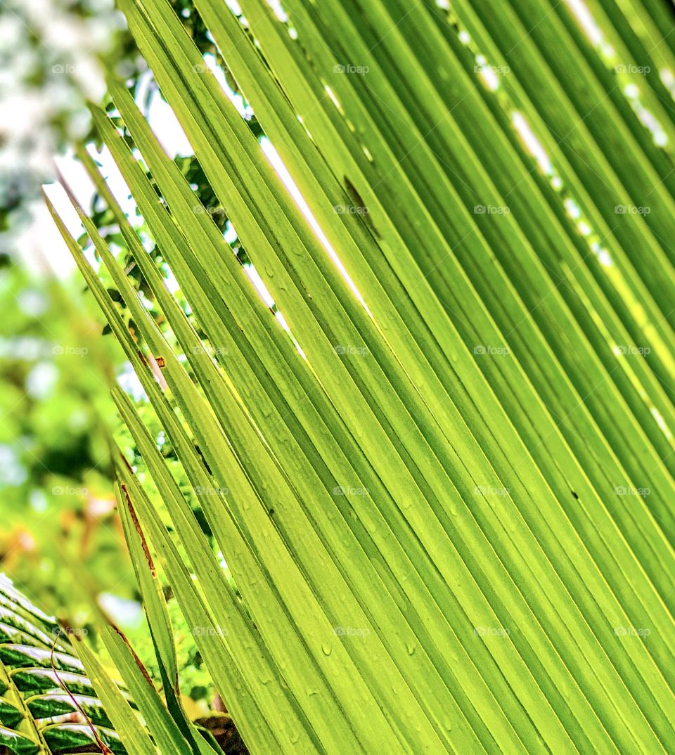 Palm tree on rainy day 