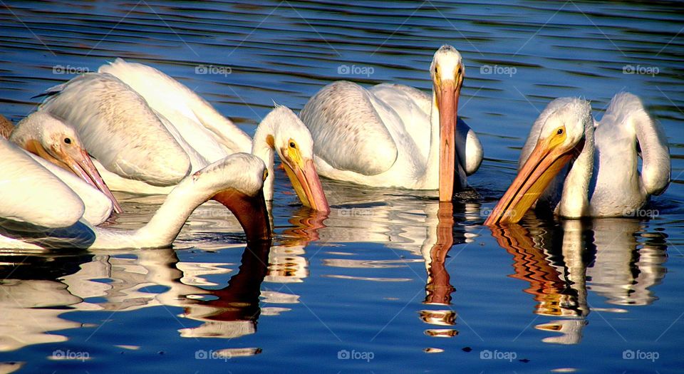 Pelicans Fishing Together in Lake