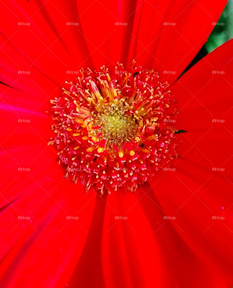pollen on red flower