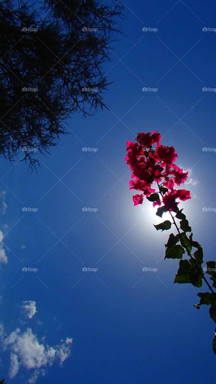 The Blue-sky background