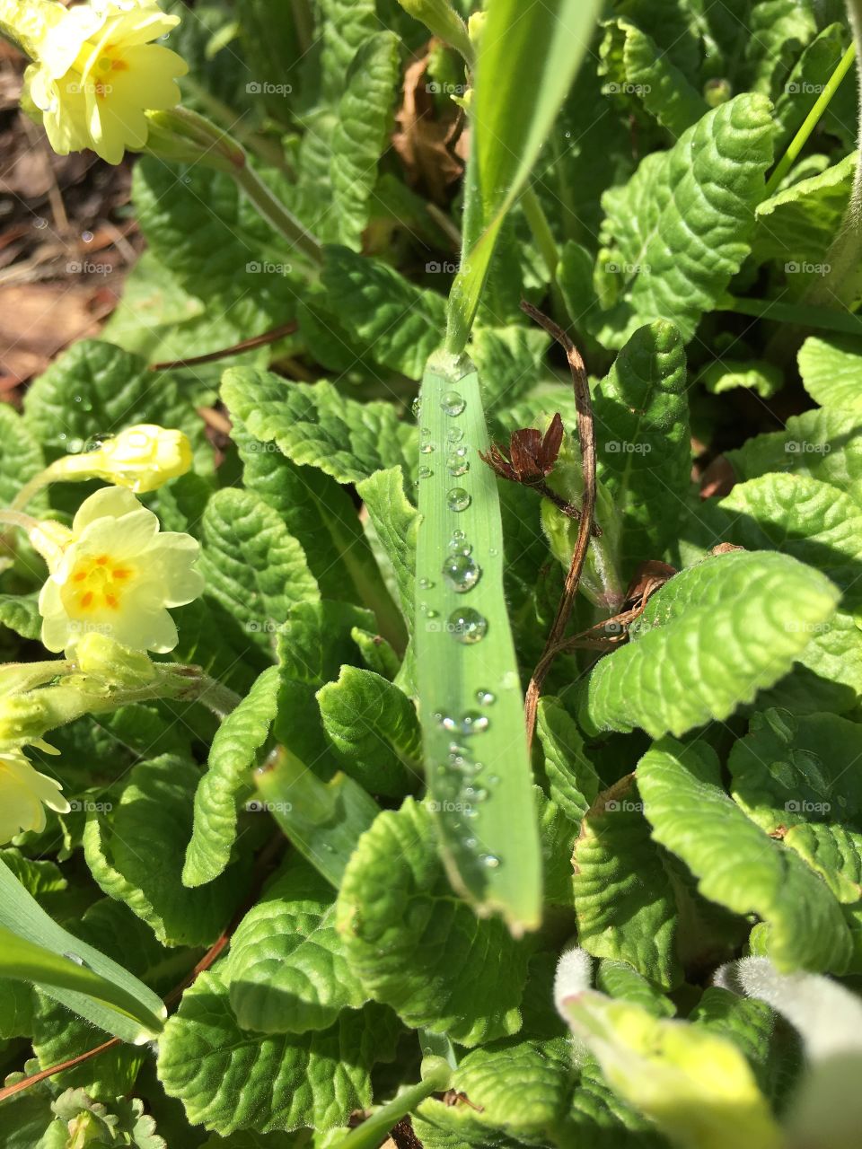 Dew drops on blade of grass