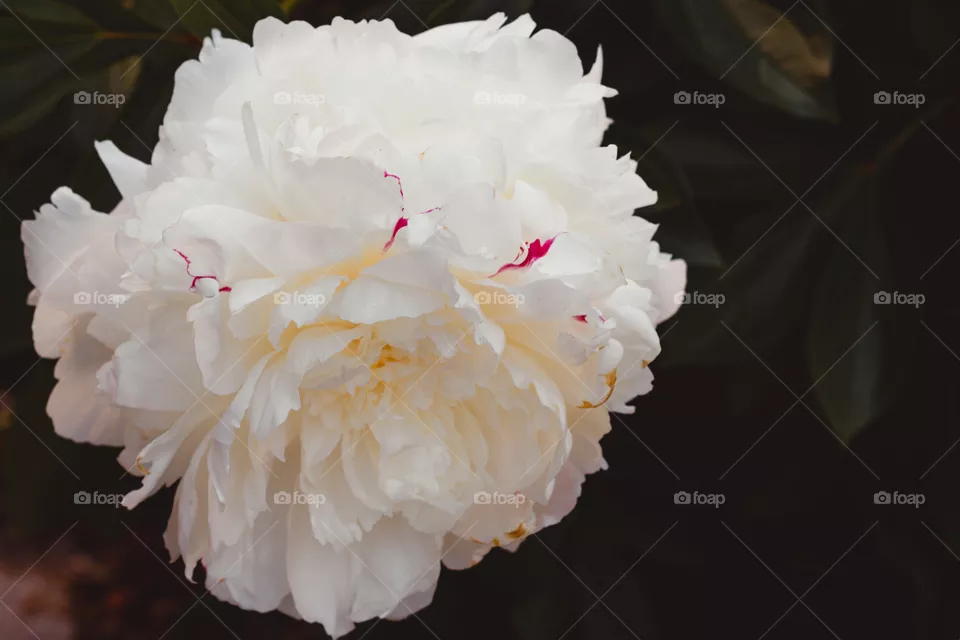 White flowers